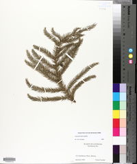 Araucaria heterophylla image