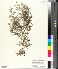 Cupressus lusitanica var. benthamii image