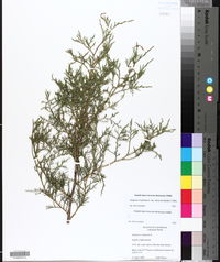 Juniperus virginiana subsp. silicicola image