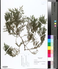 Juniperus virginiana var. virginiana image