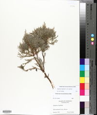 Juniperus virginiana var. virginiana image