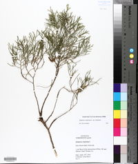 Juniperus virginiana var. virginiana image