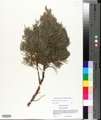 Juniperus virginiana var. virginiana image