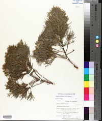 Juniperus virginiana var. virginiana image