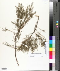 Juniperus virginiana var. virginiana image