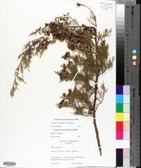 Juniperus virginiana var. virginiana image