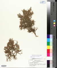 Juniperus virginiana var. virginiana image