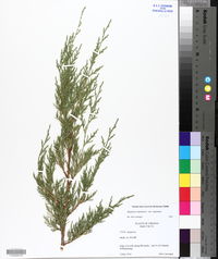 Juniperus virginiana var. virginiana image