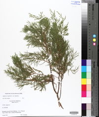 Juniperus virginiana var. virginiana image