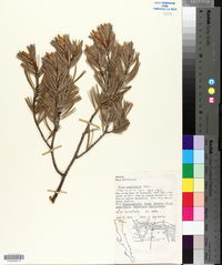 Pinus quadrifolia image