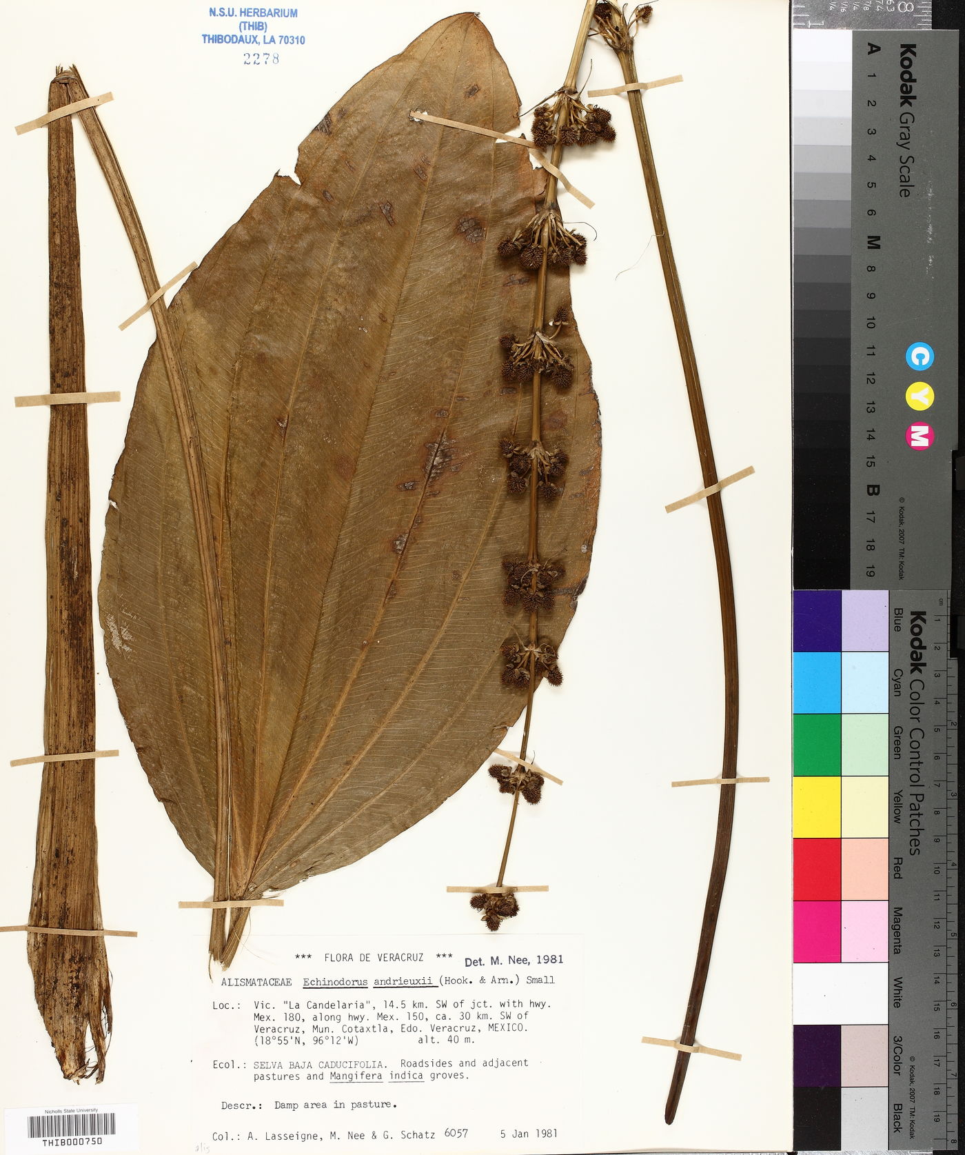 Echinodorus andrieuxii image