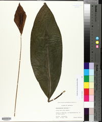 Spathiphyllum wallisii image