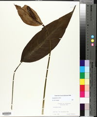 Spathiphyllum wallisii image