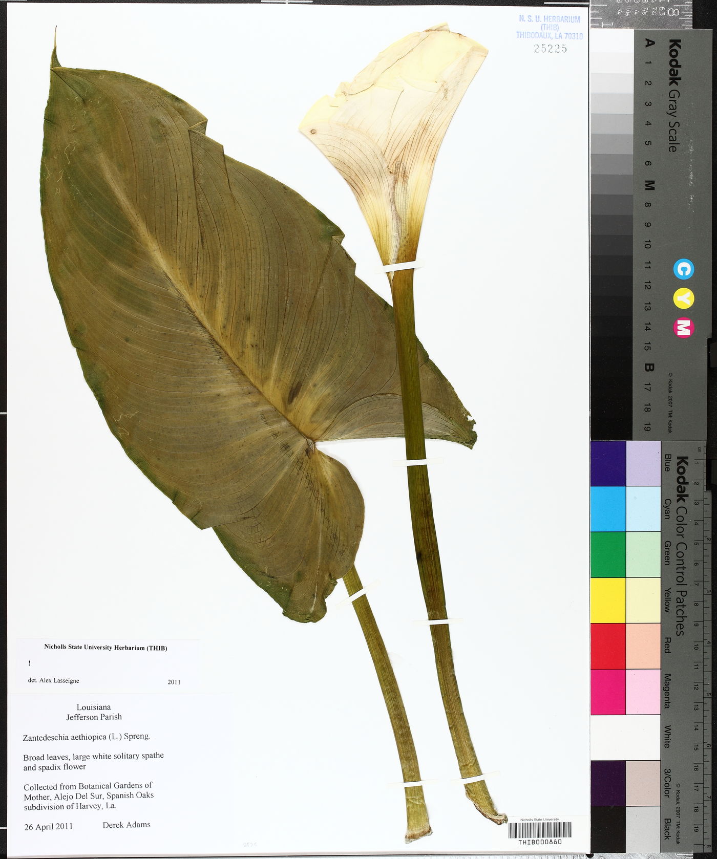 Zantedeschia aethiopica image