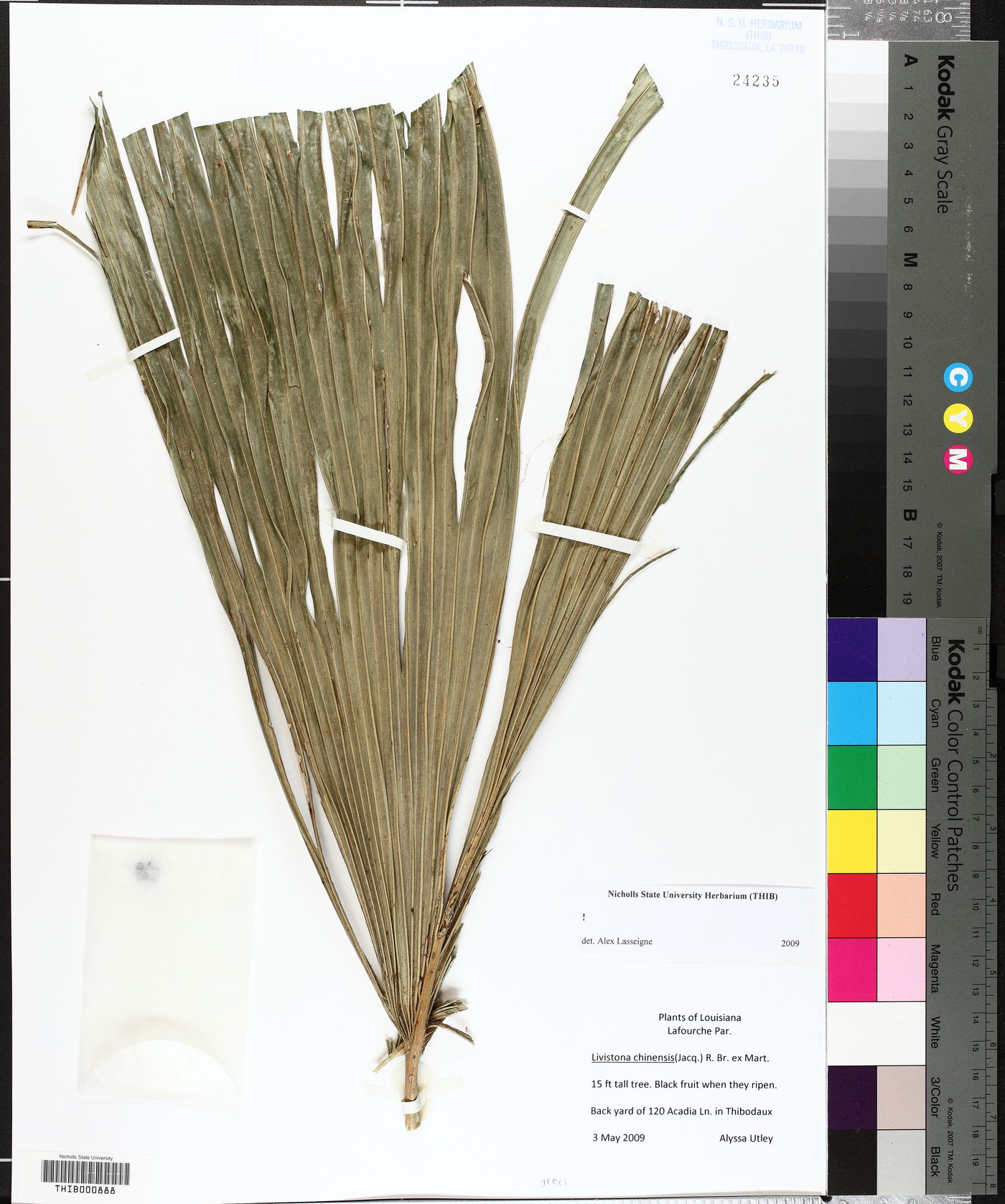 Livistona chinensis image