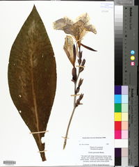 Canna generalis image