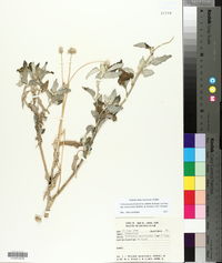 Verbesina encelioides subsp. exauriculata image