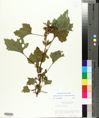 Xanthium strumarium var. glabratum image