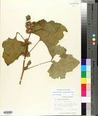 Xanthium strumarium var. glabratum image