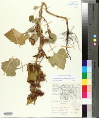 Xanthium strumarium var. glabratum image