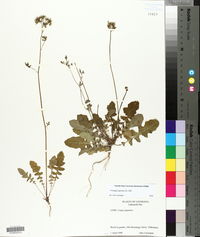 Youngia japonica image