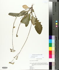 Youngia japonica image