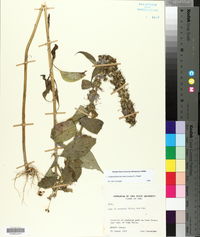 Campanulastrum americanum image