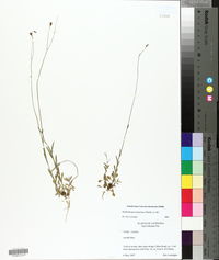 Wahlenbergia marginata image