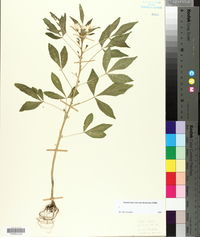 Image of Cleome arborea