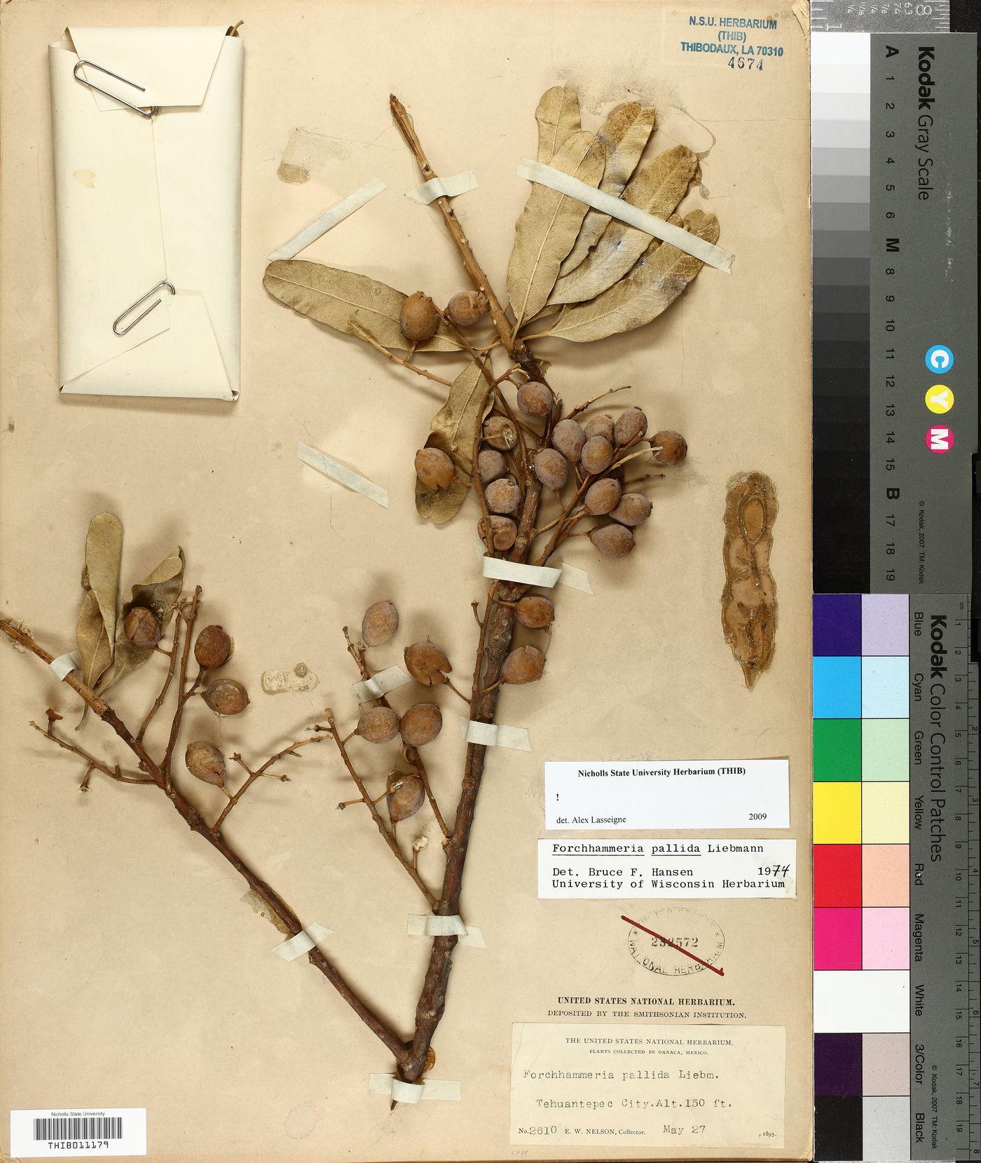 Forchhammeria pallida image