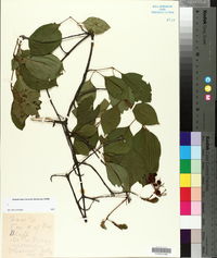 Viburnum lentago image