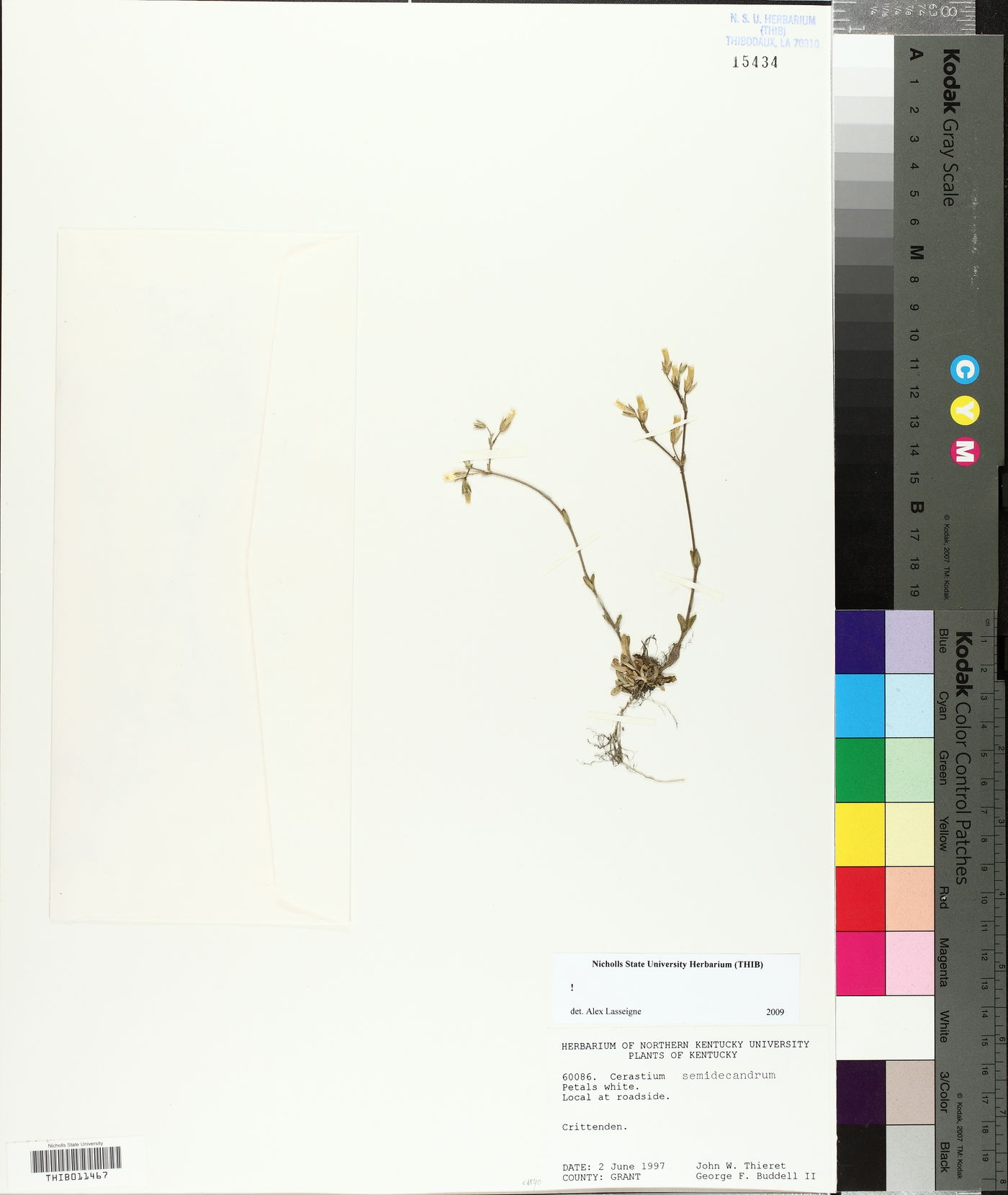 Cerastium semidecandrum image