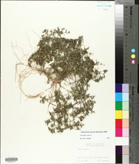 Scleranthus annuus image