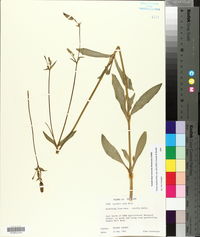 Silene latifolia image