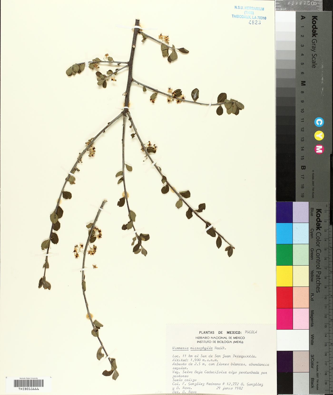 Wimmeria microphylla image