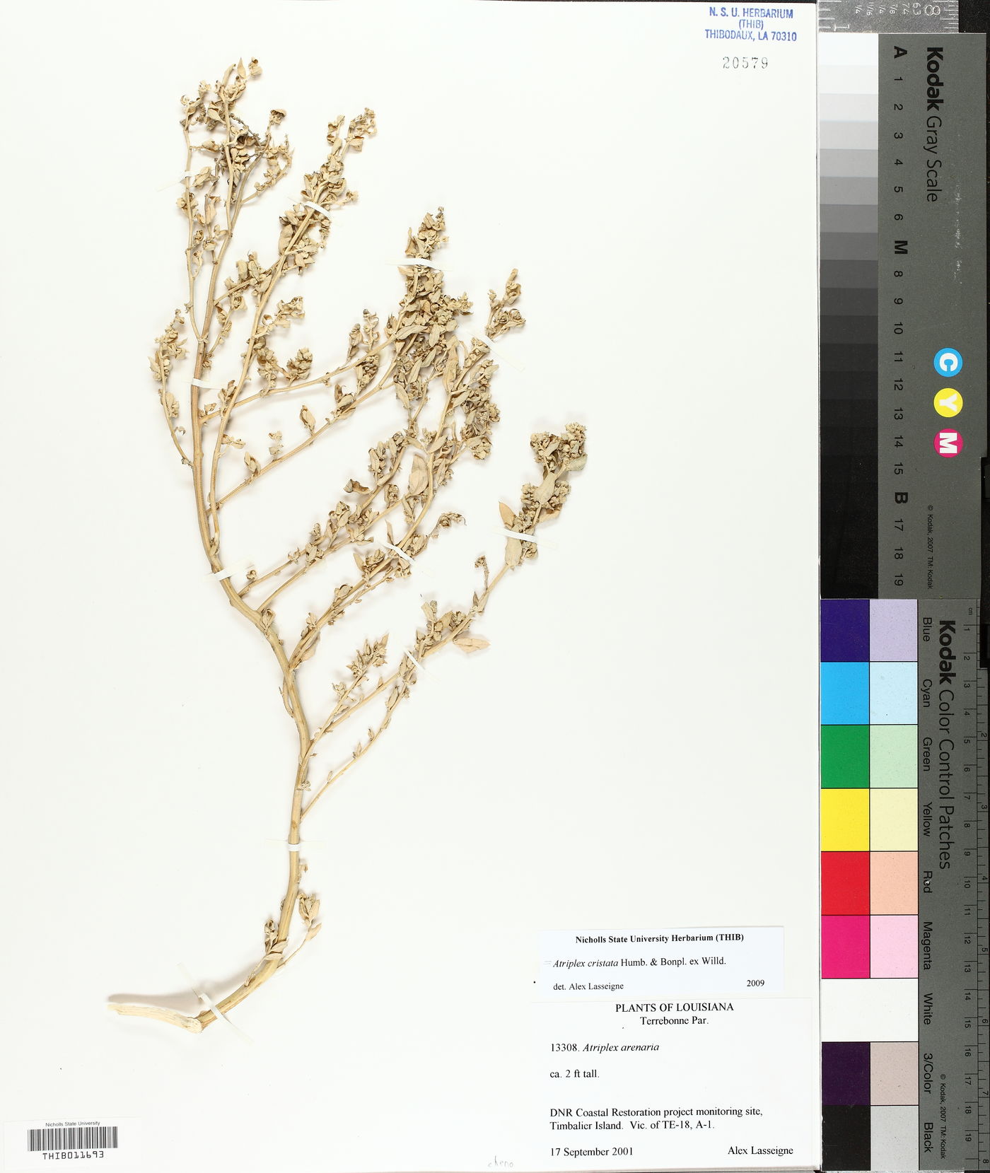 Atriplex cristata image