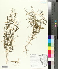 Atriplex patula image