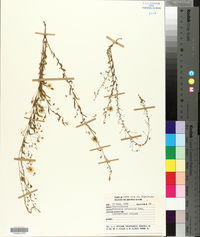 Evolvulus arizonicus image