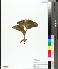 Image of Begonia domingensis