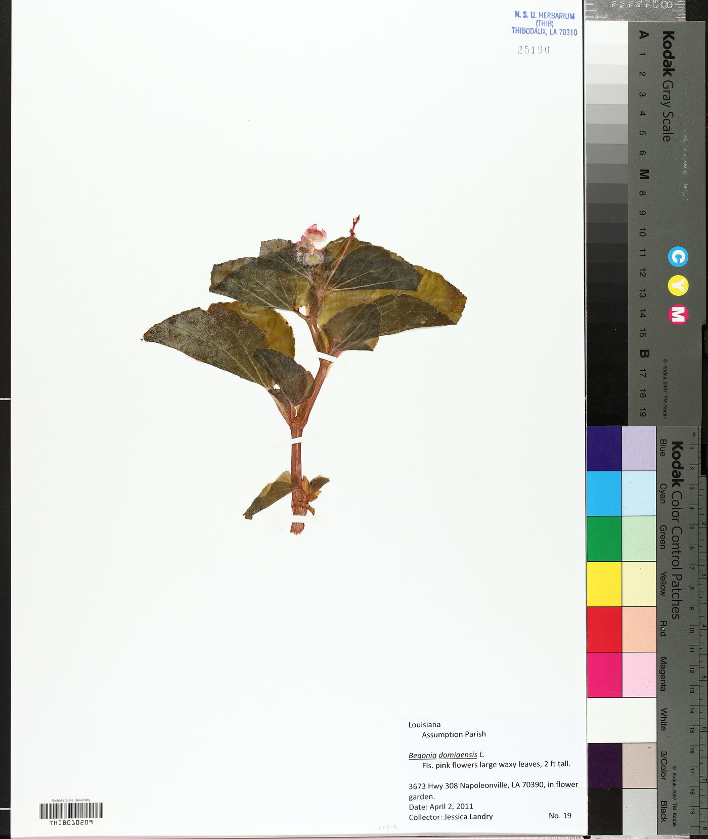 Begonia domingensis image