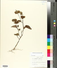 Jacquemontia tamnifolia image