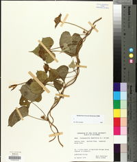 Jacquemontia tamnifolia image