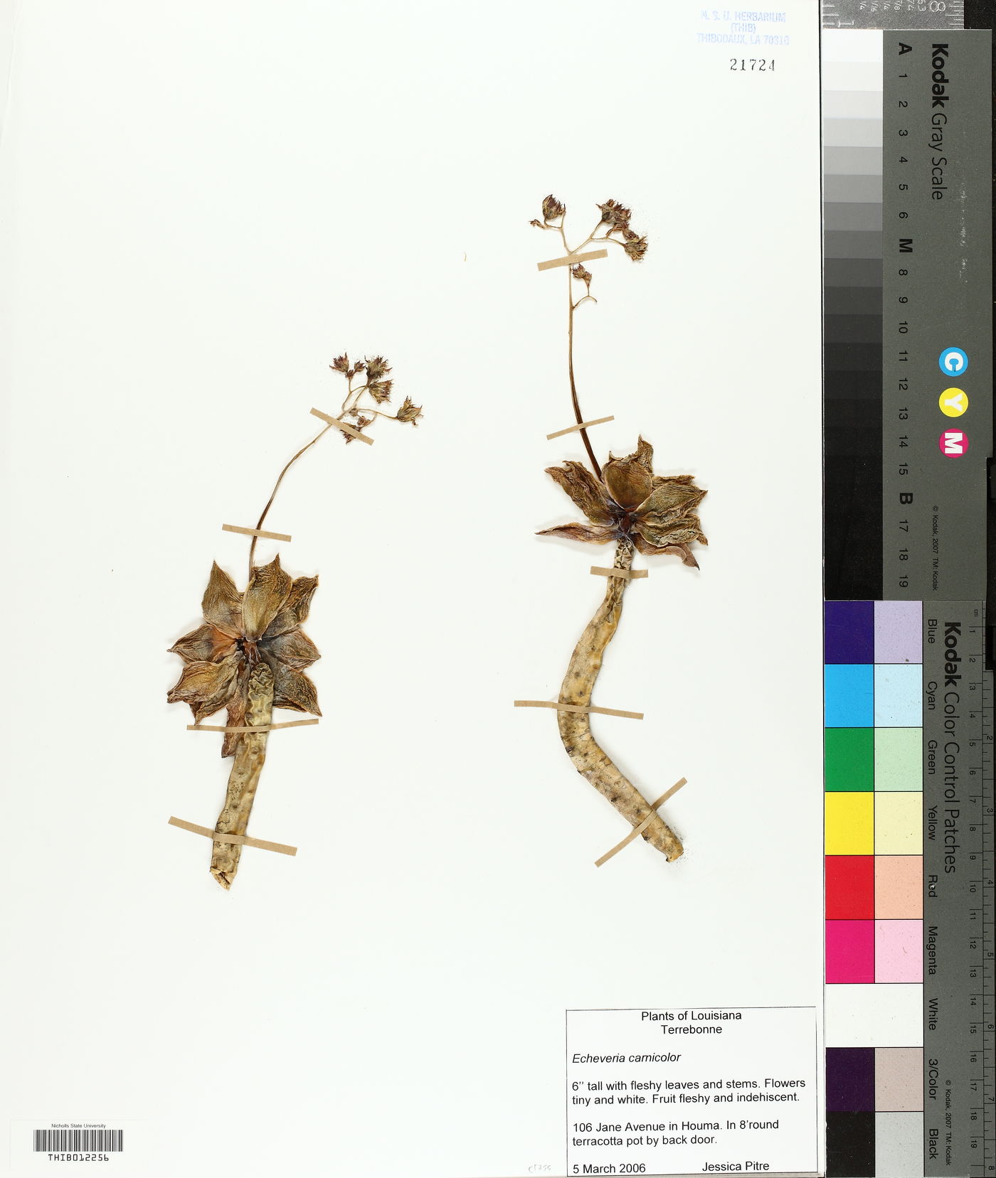 Echeveria carnicolor image