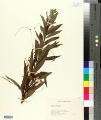 Cuscuta indecora image