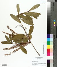 Cyrilla racemiflora image