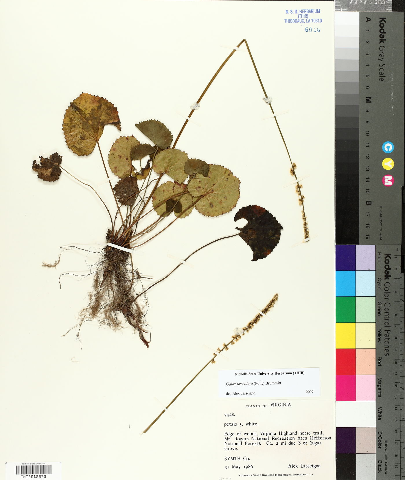 Galax urceolata image