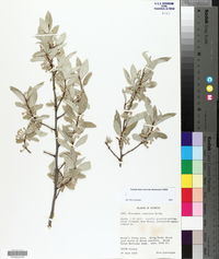 Elaeagnus commutata image