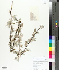 Elaeagnus umbellata image