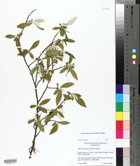 Elaeagnus umbellata image