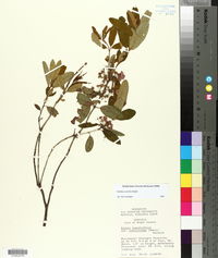 Kalmia angustifolia var. carolina image